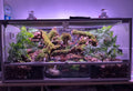 Ball Python Enclosure Guide: Space, Materials &amp; Design