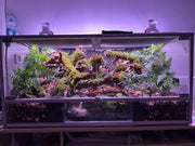 Ball Python Enclosure Guide: Space, Materials & Design